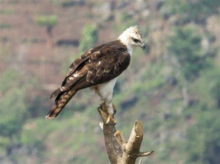 What is the rarest hawk?