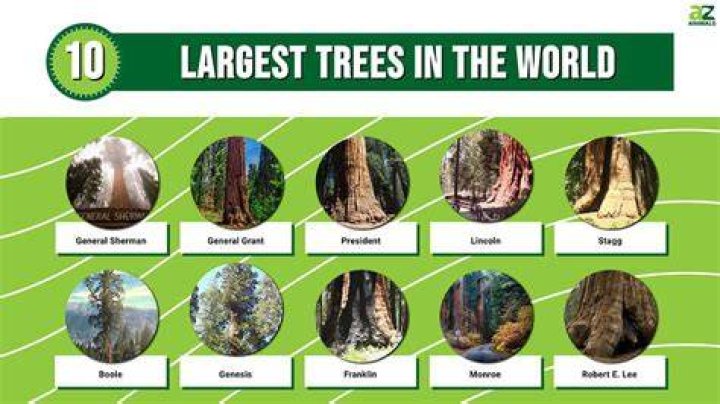 What is the strongest tree in the world?