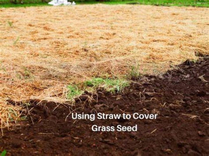 What should I put down to cover grass seed?