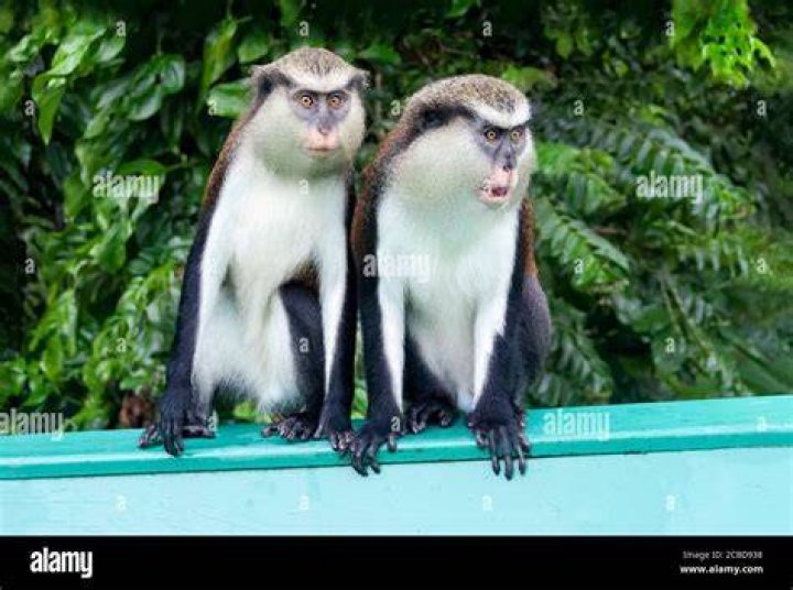 Which Caribbean island has monkeys?