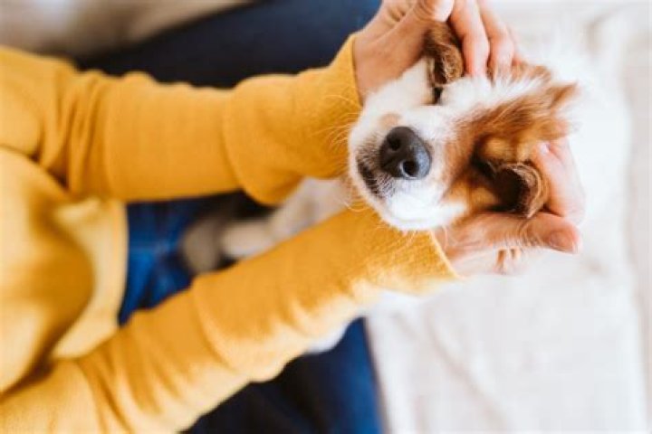 Why do dogs touch your face with their paws?
