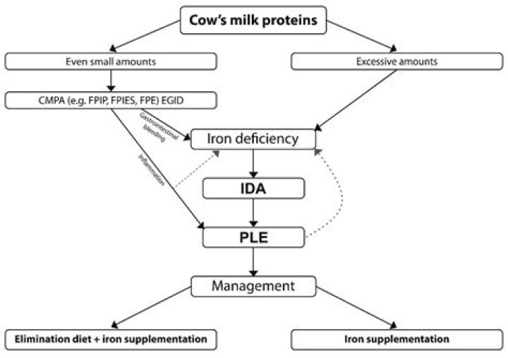 Why does milk cause anemia?