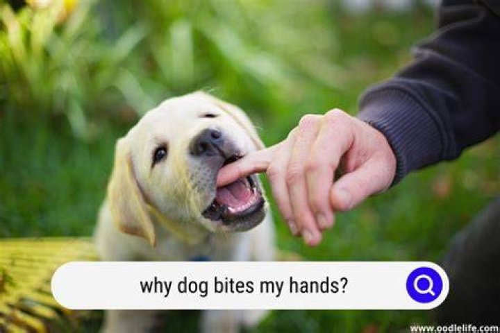 Why Does My Dog Bite My Feet When I Walk?