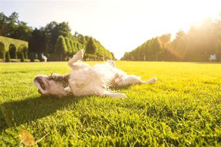 Why does my dog lie in the sun?
