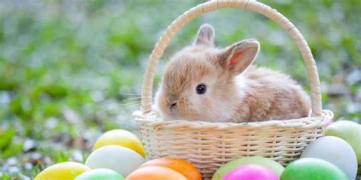 Why does the Easter Bunny exist?