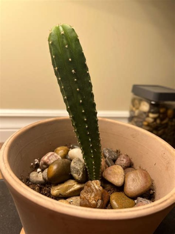 Why is my cactus skinny at the bottom?