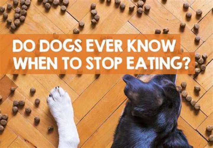 Will dogs stop eating when they are full?