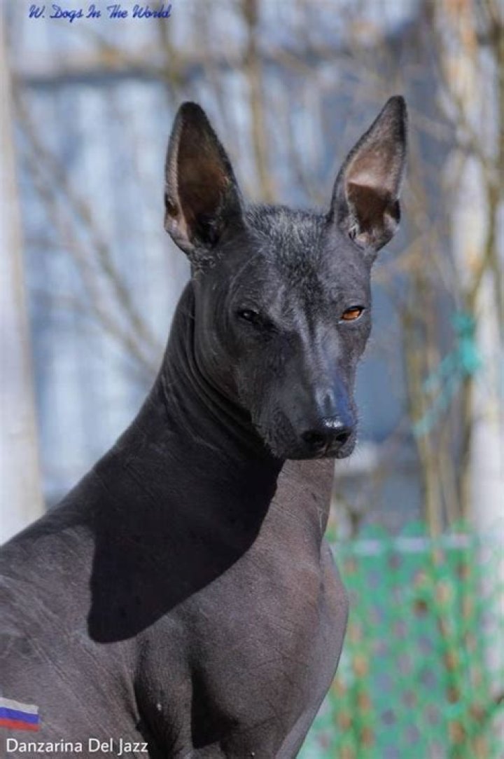 Xolo Maridue&ntilde;a